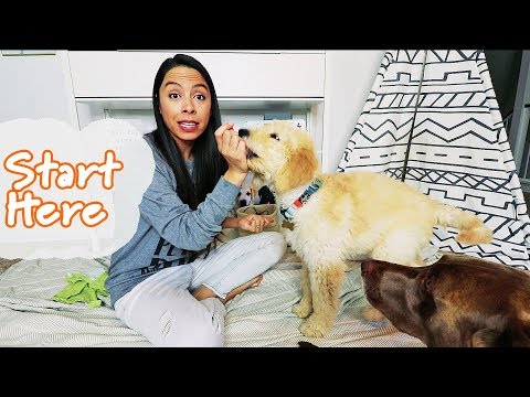 so-you-got-a-puppy...-teach-these-3-things-*first*-(you'll-thank-me-later)