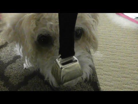 dog-training-potty-training-coastal-pet---nickel-cow-bell-with-nylon-strap-remington-bell-review