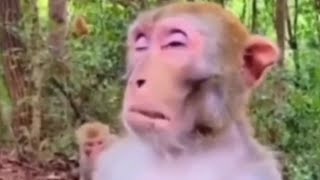 TOP 5 MONKEY 