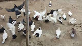 : #Pigeons.   .