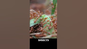 Red Ant Hunter | Macro Forest Sound ASMR Bugs #macrophotography