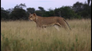 Lions Giving Wild Dogs a Bit of Trouble (Mbiri Pride)