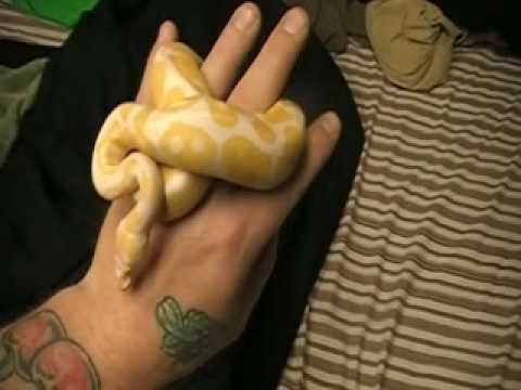 ballo bibaho a albino male and het albino female i recently sold