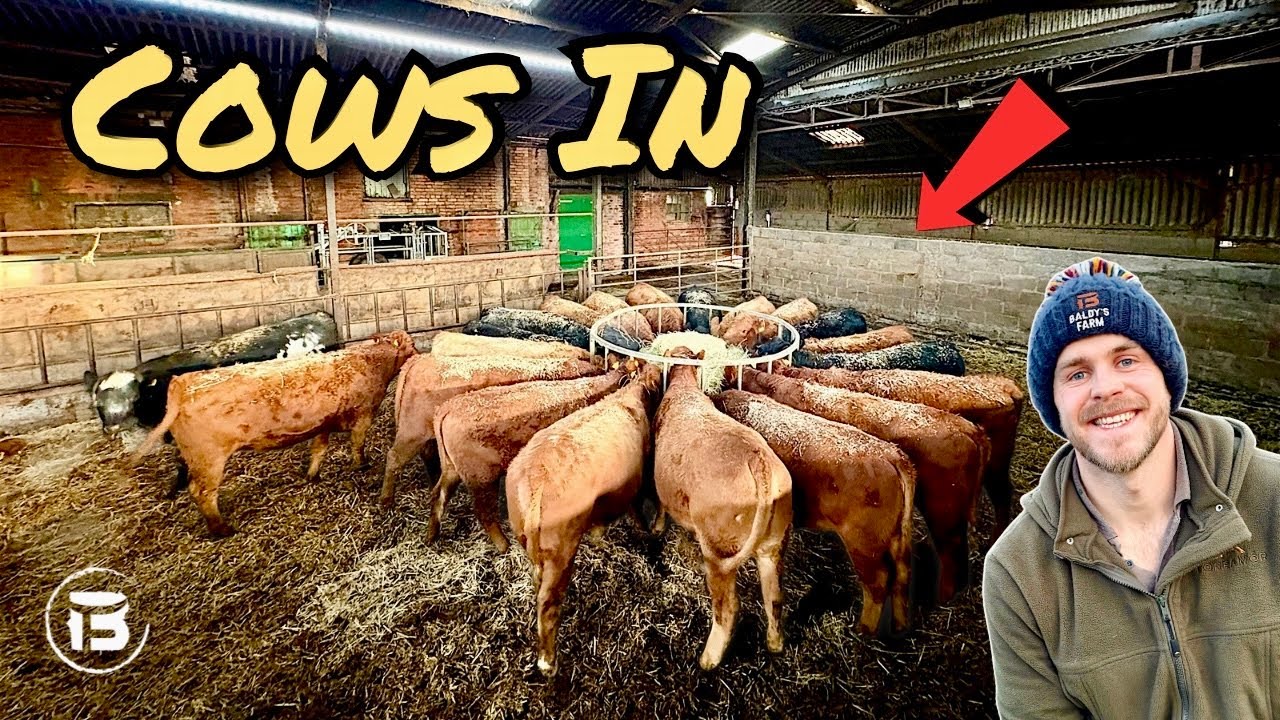 Cows In For Winter | Managing Winter Feed | Plans For The Herd!  