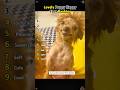 Lovely Puppy Happy Face Ranking#Ranking #Top10 #Top5 #Compilation #Moments #funny