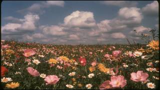 Wildflowers | Deep Relaxing Ambience | Found 1970's Flower Field Footage