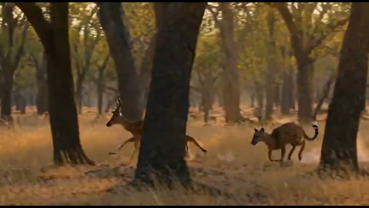 Leopard jumping from tree and chasing deer.