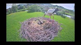 Storchennest Alfeld Leine  05.04.2024 (2)   Nesthäckchens Rückweg mit Purzelbaum