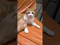 Cat Accepted His Destiny 😂😺 #shorts #cat #cats #funnycats #viralvideo