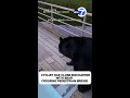 Cyclist has close encounter with bear crossing pedestrian bridge