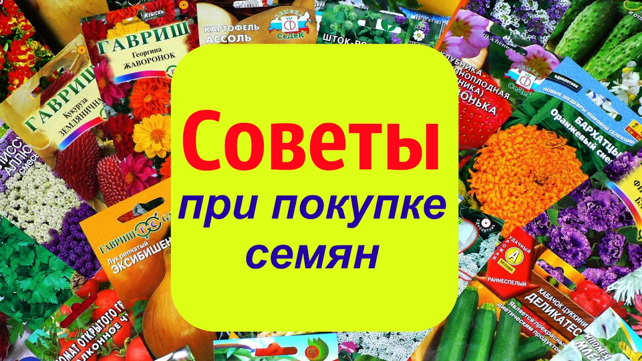 Семена вологда купить