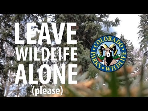 Leave Wild Animals Alone