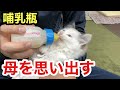 母親を思い出し夢中でミルクを飲む子猫と育ての親ラブラドールレトリバー