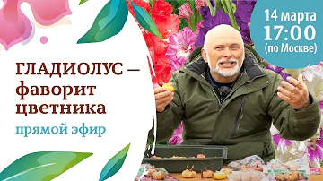 Потому что ГЛАДИОЛУС :) !