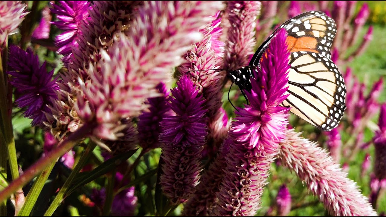 At Rutgers Gardens, 'The Plants Don't Stop Growing.'