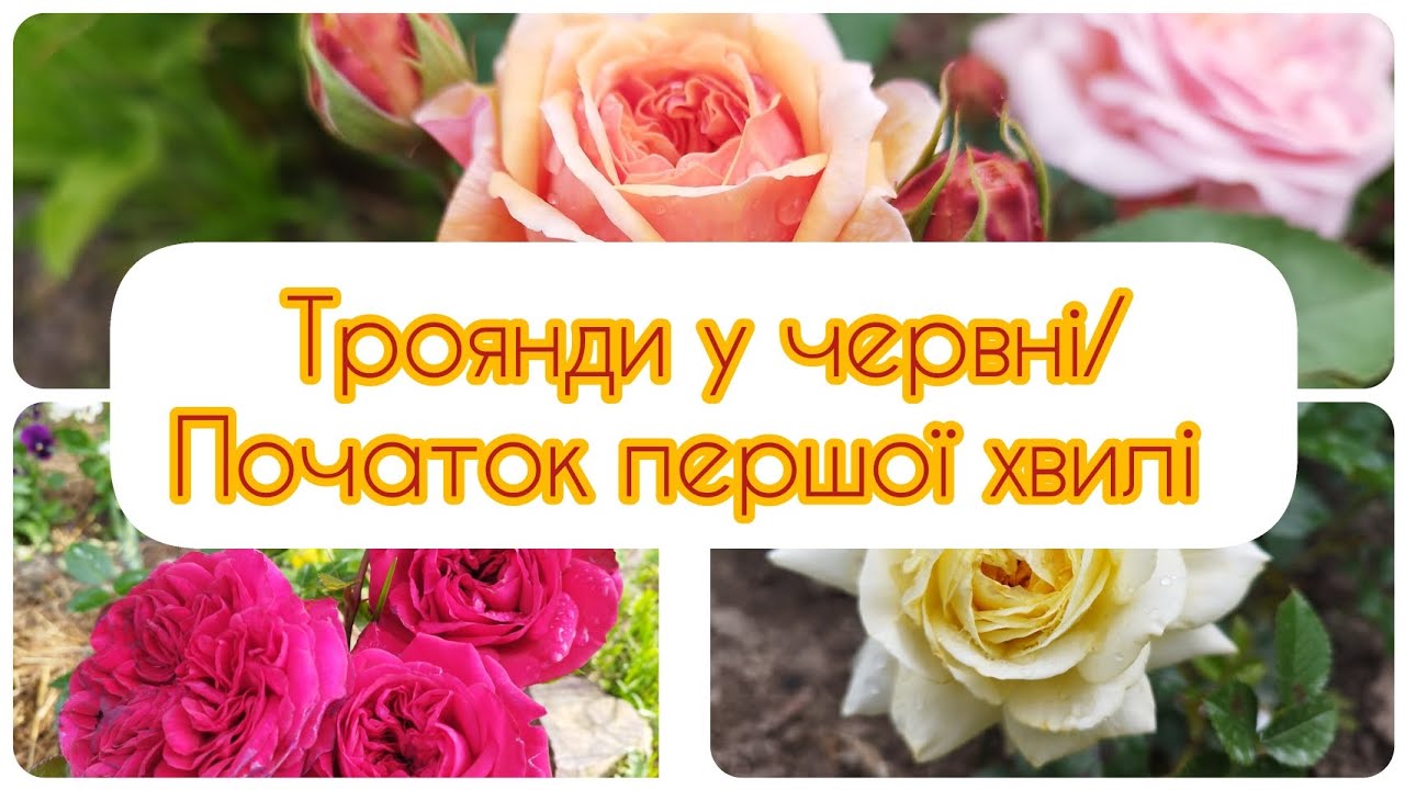 Троянди у червні/Початок першої хвилі квітування