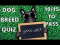 DOG BREED QUIZ - CAN YOU GUESS WHAT THESE 15 BREEDS OF DOG ARE?
