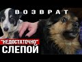 Выперли из нового дома: собака «недостаточно» слепая 😳а вторая «много ест» | Лина и Платон