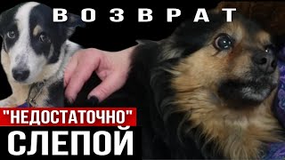 Выперли из нового дома: собака «недостаточно» слепая 😳а вторая «много ест» | Лина и Платон