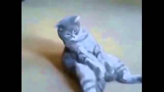 Кошачий цирк они такие смешные просто жуть Кошачий цирк они такие смешные просто жуть