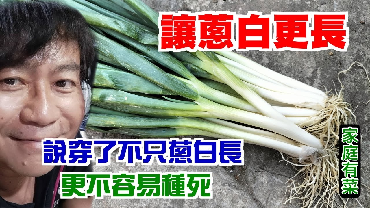 【家庭有菜】讓蔥白更長，種蔥不腐爛的好方法 - YouTube