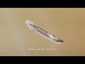 The Universal Breath