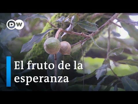 Vídeo: De què està feta la macadàmia?