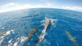 Dolphins 🐬 | GoPro Hero 4