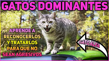 ¿Cómo saber cuál es el gato dominante?