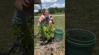 How To Use Rabbit Manure From Cox Homestead 