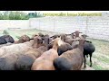 Гиссарские  овцематки Узбекистана  2019  го года. ( АРХИВ ) gissar sheep of Uzbekistan (history)