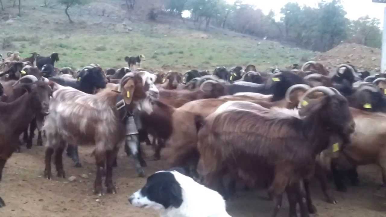 ΤΑ ΓΙΔΙΑ ΤΟΥ ΚΥΡΙΑΚΟΥ ΟΔΗΓΗΤΡΙΑ ΣΕΡΡΩΝ 2