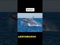 How Animals Sleep #shorts #ytshorts