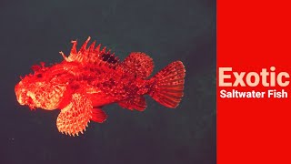 26 EXOTIC SALTWATER FISH | LEARN ALPHABET | LEARN REAR SEA FISH | by lias abchouse 1,129 views 3 years ago 3 minutes, 36 seconds