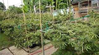 Outdoor grow 2018 update (part 11) your choice