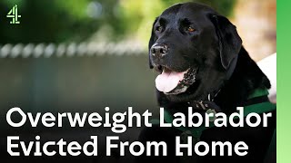 Download Lagu Overgewicht Labrador uit huis gezet, ondergaat opmerkelijke transformatie | The Dog House 🐶 MP3 Download Lagu Overgewicht Labrador uit huis gezet, ondergaat opmerkelijke transformatie | The Dog House 🐶 MP3