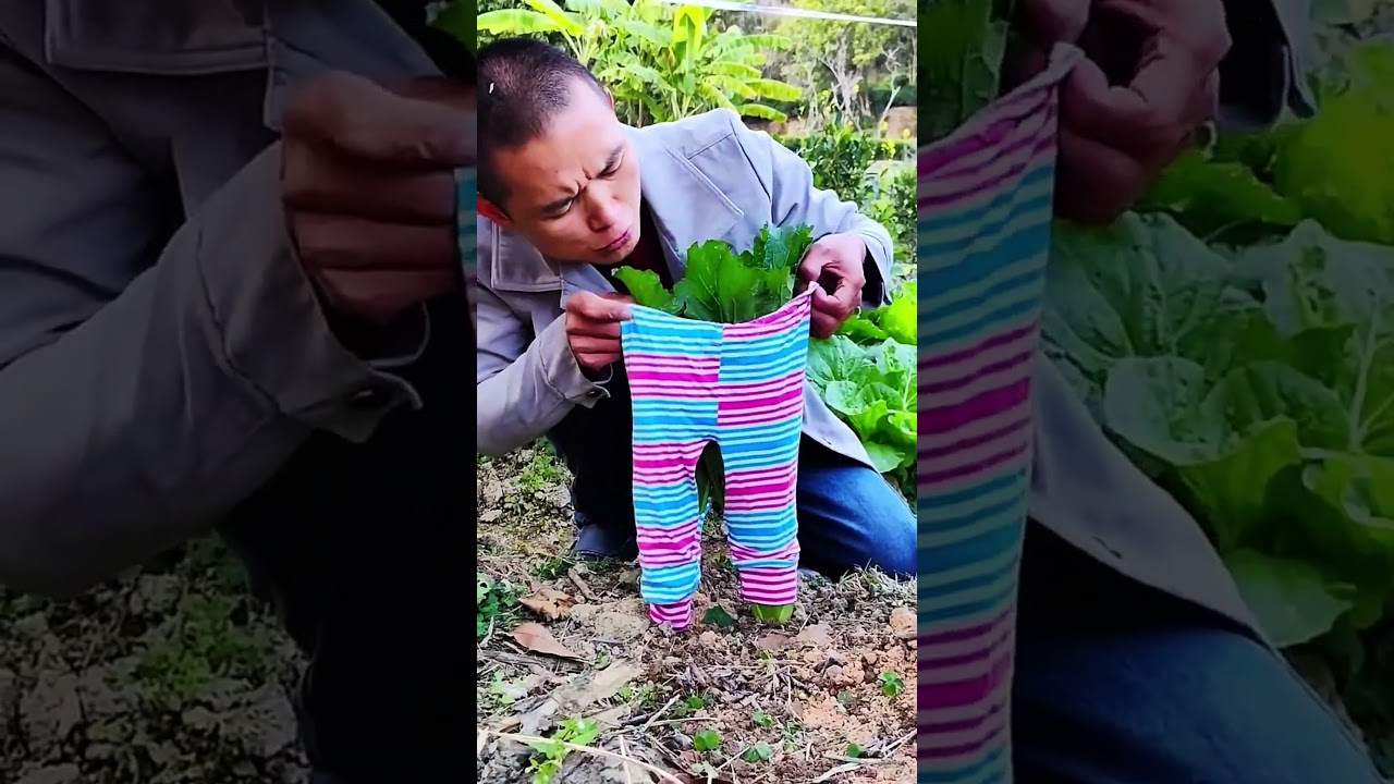 PERTANIAN KEREN || Ide cerdas pembuatan orang-orangan sawah di kebun sayur #shorts