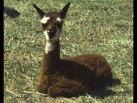 new-baby-alpacas!-2019-baby-season-has-begun!