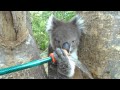 Koala drinking in Belair-catastrophic fire day, while fires burn in Belair National Park