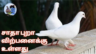 (part63)சாதா புறா விற்பனைக்கு உள்ளது | Pigeons for sale | pura valarpu | karthik Brothers media