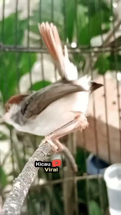 BURUNG PRENJAK COKI