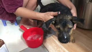 Mini German Shepherd| Puppy’s First Shower in Vietnam| A Dog Race Left over from Vietmam War|