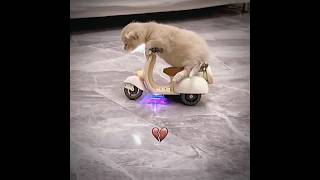 Part 2Cat Ride Scooter