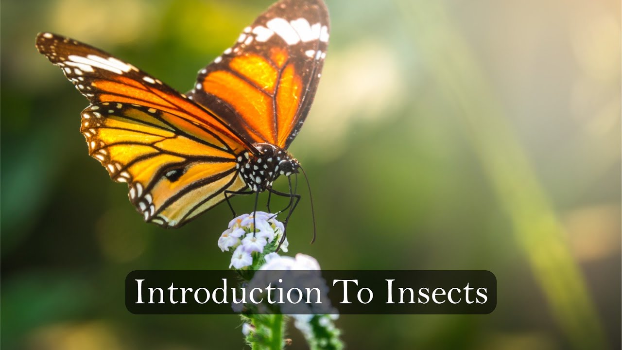 Lesson 7 - Introduction to Insects [ Planet Animal Academy ] - YouTube