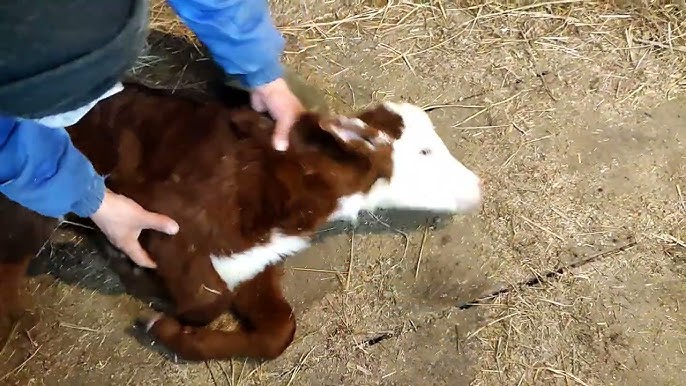 Орыс анал және үлкен әтеш порно видео