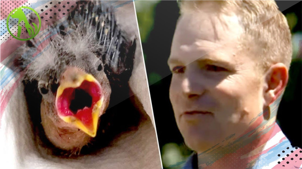 Drunk Man Sends Injured Baby Bird To A Sanctuary In An Uber YouTube