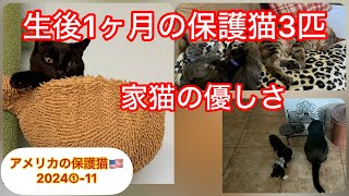 保護子猫匹に困惑する家猫たち