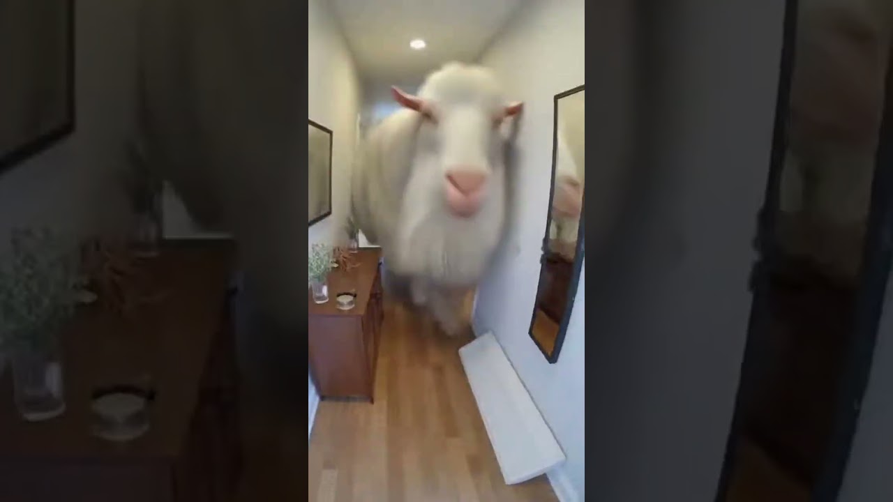 I woke up to find a goat had redecorated my entire house. 
