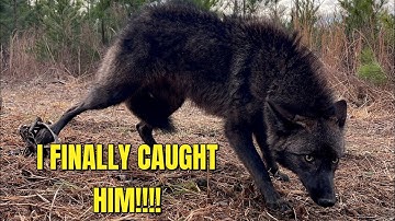 TRAPPING MY FIRST BLACK COYOTE!!!!