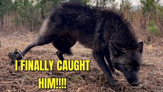 TRAPPING MY FIRST BLACK COYOTE!!!!